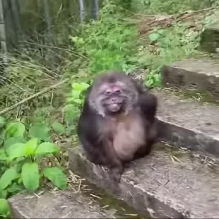 Video sticker 😊 Xing Xing❤️ :: @fStikBot