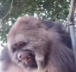 Video sticker 🌟 Xing Xing❤️ :: @fStikBot