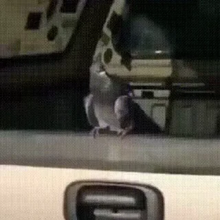 Video sticker 🤩 @GYMlllA_PADANALAT