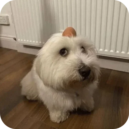 Telegram stiker 🐶 Edward Kaunis' Official Pack