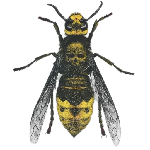 Sticker 🐝 Edward Kaunis' Official Pack