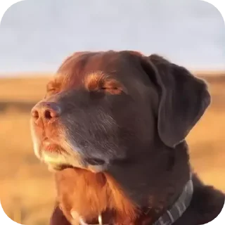 Video sticker 🐶 lizzshits