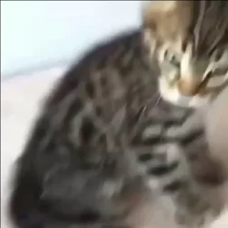 Video sticker 🤨 @iam13yo ⬅️ ❣️