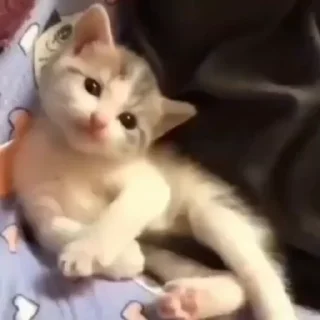 Sticker 😸 𝗔𝗹𝗲𝘅𝗰𝗮𝗻𝗮𝗹𝗹𝗮 Video Steal Pack