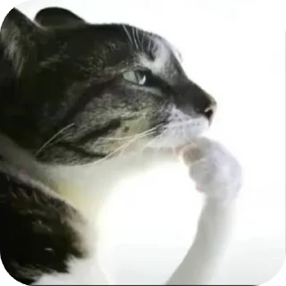 Sticker 🐱 lancaulord