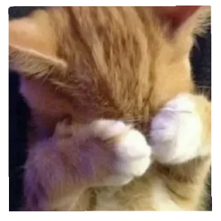 Telegram sticker 😽 Lil A