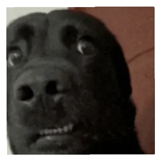 Telegram sticker 😦 Lil A