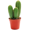 Video sticker 🌵 ⋆🦎☆ ͡green...