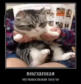 Video sticker 😎 Солевые коты 2  ➡️ @Ctikerubot