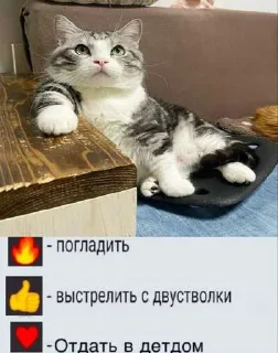 Video sticker 😺 Солевые коты 2  ➡️ @Ctikerubot