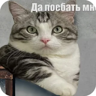 Telegram sticker 🐱 Солевые коты 2  ➡️ @Ctikerubot