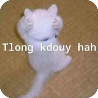 Sticker 🐱 kita smos ng has<3