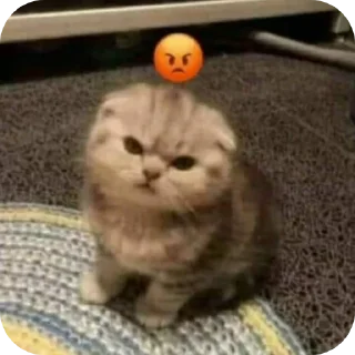 Telegram stiker 🐱 kita smos ng has<3