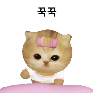 Video sticker 👍 @KakaoEmoji 모요묘묘2