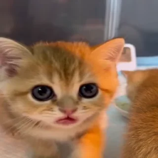 Video sticker 😻 blep