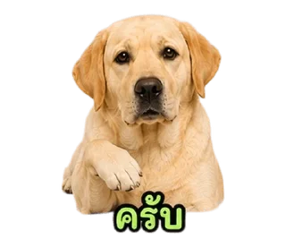 Video sticker ⭐ @Night7854 โจโฉเอง