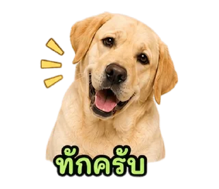 Video sticker ⭐ @Night7854 โจโฉเอง