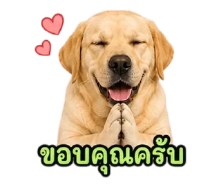 Video sticker ⭐ @Night7854 โจโฉเอง