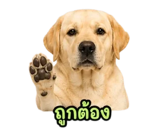 Telegram stiker ⭐ @Night7854 โจโฉเอง