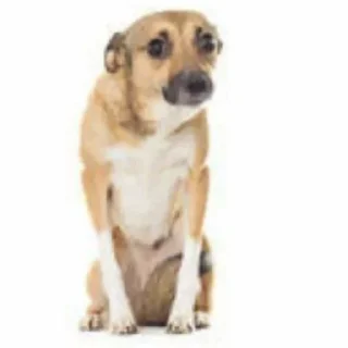 Телеграм стикер 🥺 Oni-chan 🥺👉👈