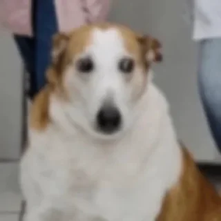 Video sticker 😒 Oni-chan 🥺👉👈