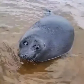 Telegram sticker 🦭 seals by korvalol :: @fStikBot