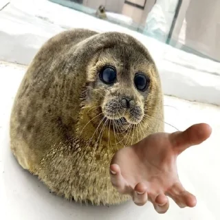 Video sticker 🦭 seals by korvalol :: @fStikBot