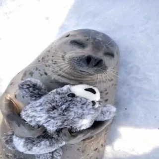 Telegram sticker 🦭 seals by korvalol :: @fStikBot