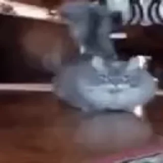 Video sticker 🌟 goofy cat