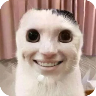 Telegram stiker 🤲 goofy cat
