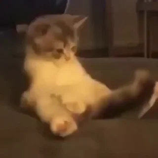 Video sticker 😯 @milla_shkaar