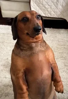 Telegram sticker 🌟 @dustcandle :: @fStikBot