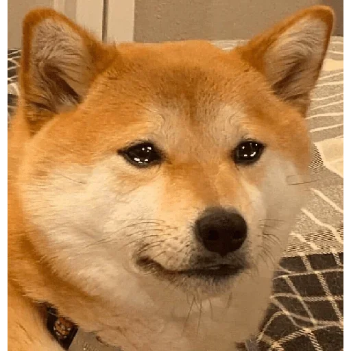 Telegram sticker 😢 Techno