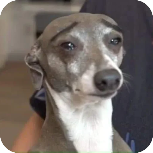 Telegram sticker 🐶 Buboo