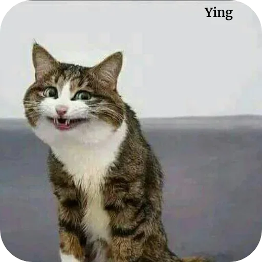 Sticker 🐱 ယိမ်းမူပိုင် @Bby_yingg