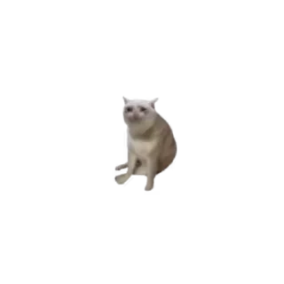 Video sticker 🐈 CashCat by @DegenishDesigns