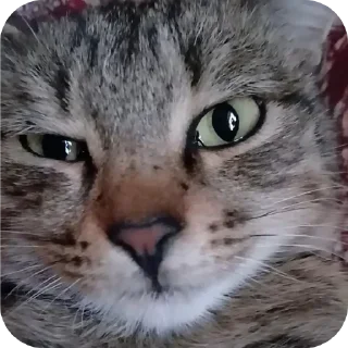 Sticker 🤨 @fStikBot @Z786PXZ