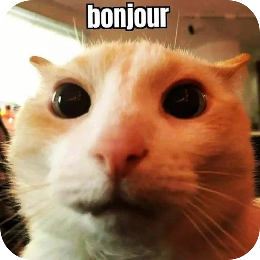 Telegram sticker 🐱 Sector Sticker Pack v1 (@sectorlospolloshermanos)