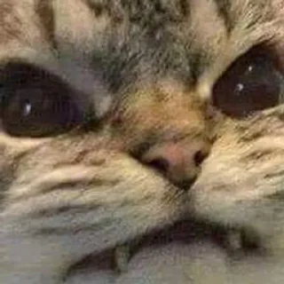 Telegram sticker 🌟 ♡︎няшики♡︎ :: @fStikBot