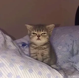 Telegram sticker 🌟 ♡︎няшики♡︎ :: @fStikBot