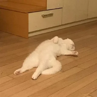 Video sticker 🌟 ♡︎няшики♡︎ :: @fStikBot