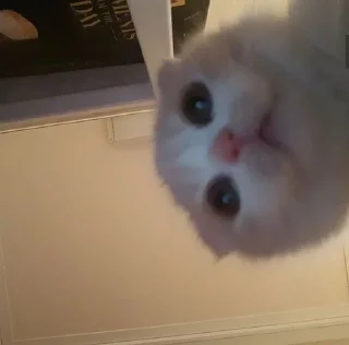 Telegram sticker 🌟 ♡︎няшики♡︎ :: @fStikBot