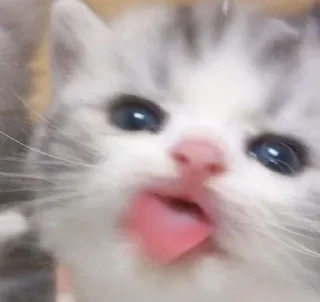 Telegram sticker 🌟 ♡︎няшики♡︎ :: @fStikBot