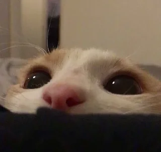 Video sticker 🌟 ♡︎няшики♡︎ :: @fStikBot