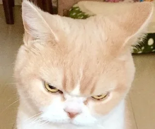 Video sticker 🌟 ♡︎няшики♡︎ :: @fStikBot