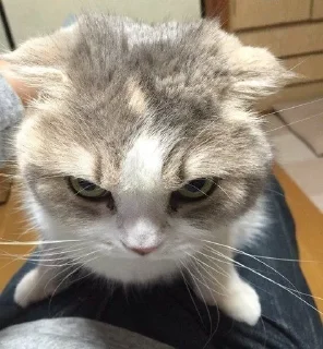 Telegram sticker 🌟 ♡︎няшики♡︎ :: @fStikBot