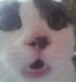 Telegram sticker 🌟 ♡︎няшики♡︎ :: @fStikBot