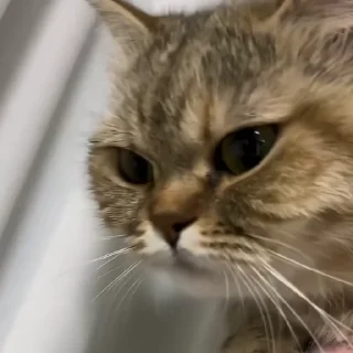 Video sticker 🐾 vid vol. 8 @TanvirBuilds