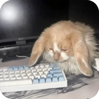 Video sticker 😭 зайчiк @kasaiOG