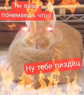 Video sticker 🤩 Крол @michellenightsweet22